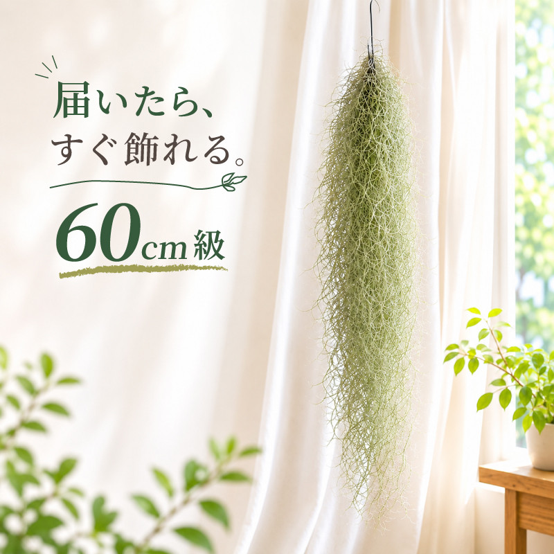 エアープランツ ウスネオイデス チランジア Lサイズ 60cm級 ワイヤー