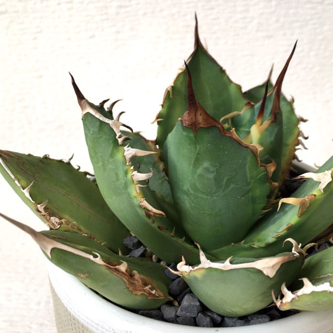 多肉植物アガベチタノタ ナンバーワン覆輪 Agave titanota 'NO.1' : ig