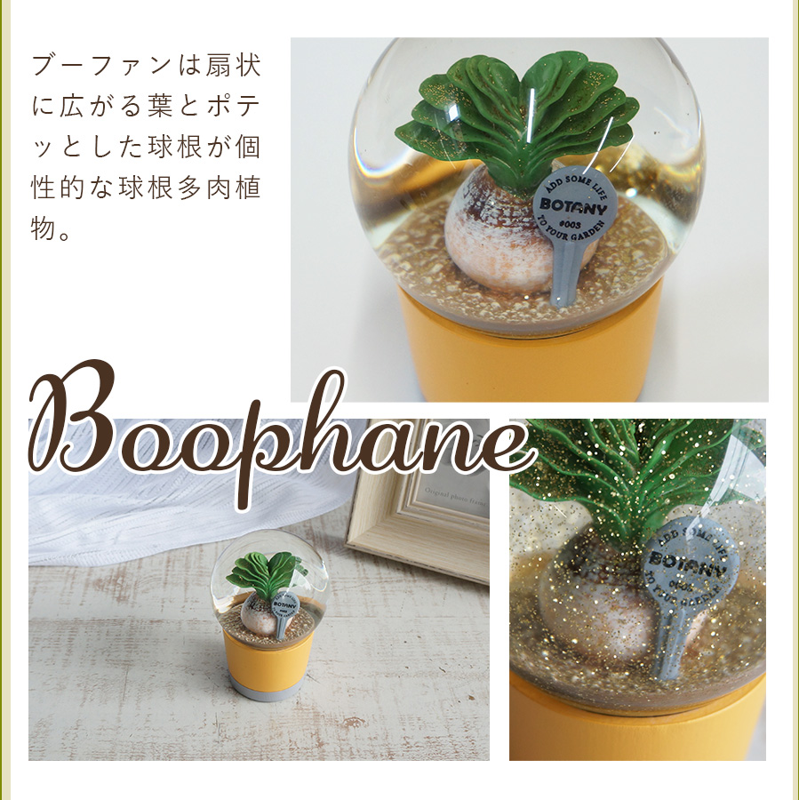 スノーボール ウォーターグローブ ミニチュア 多肉植物 サボテン 観葉