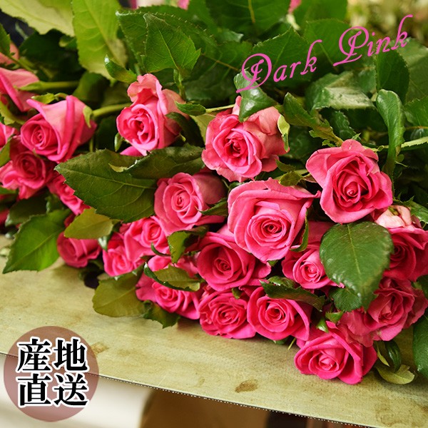 バラ 薔薇 生花 セルフアレンジメント用 バラ 【 濃いピンク 】 単色 