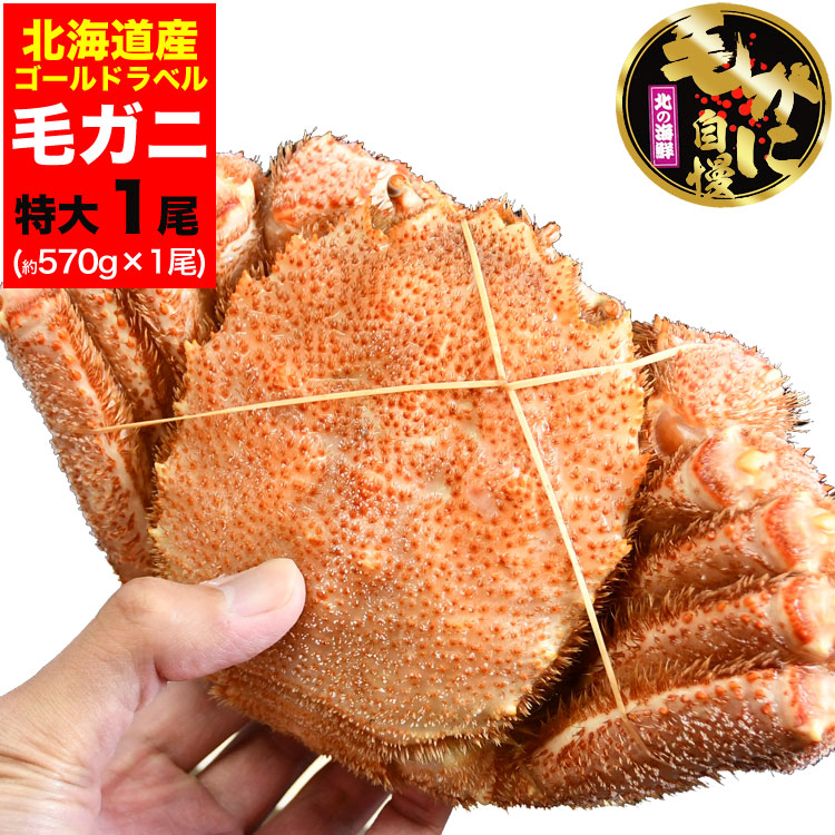 カニ激売祭り 特大 毛ガニ 570g 前後 北海道産 姿 味噌 けがに 毛がに