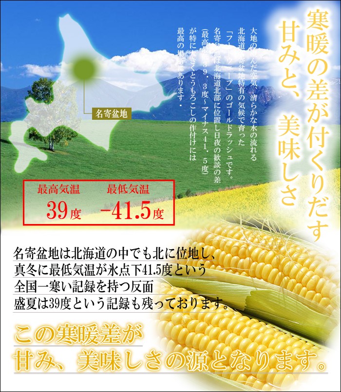 予約受付中【送料無料】北海道産ゴールドラッシュ 10本入/生でも