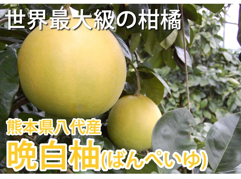 晩白柚 みかん ばんぺいゆ 訳あり 送料無料 約3kg〜4kg 2玉入 M〜2L