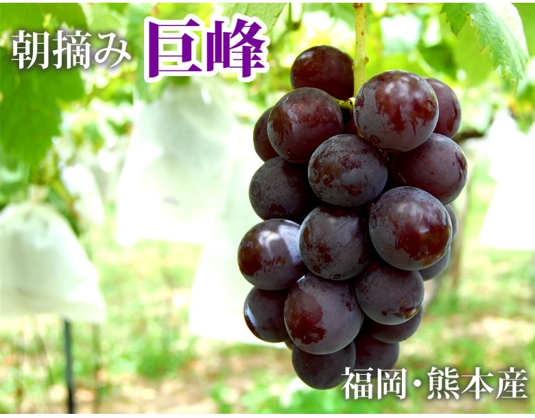 巨峰