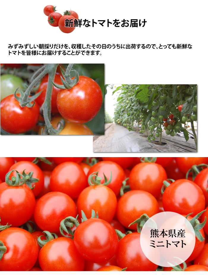 ミニトマト トマト 訳あり 送料無料 1kg 2箱購入で1箱おまけ 熊本県産