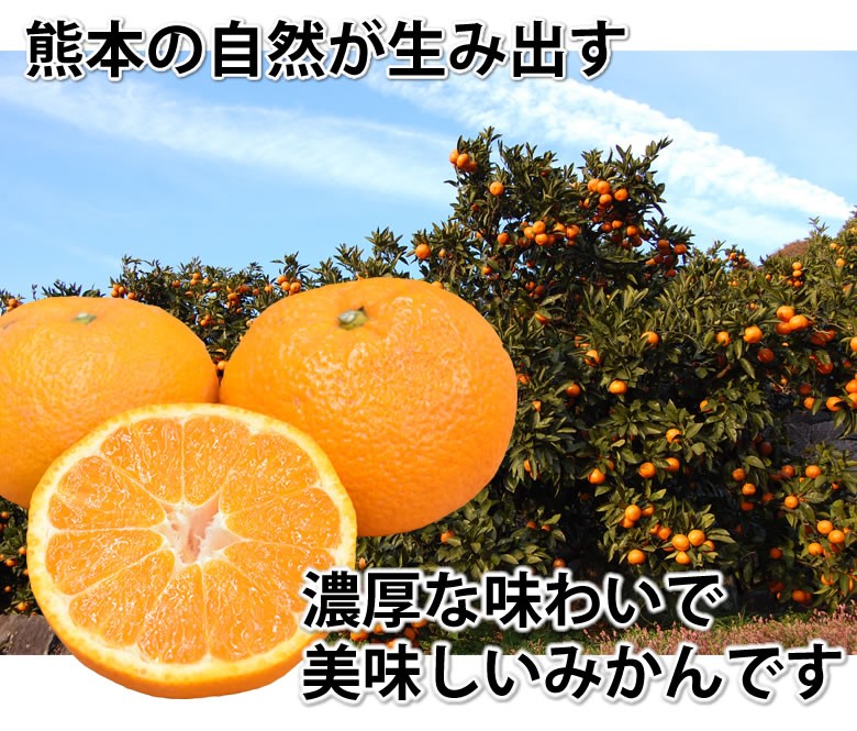 大玉みかん 10kg 2L〜4L 秀品 金峯 青島 みかん 送料無料 温州みかん 熊本県産 蜜柑 ミカン : y-o-mikan10kg :  Foody's - 通販 - Yahoo!ショッピング