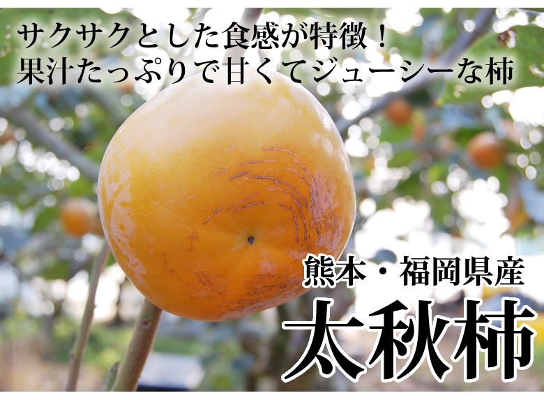太秋柿  美味しい(8〜10玉入り)