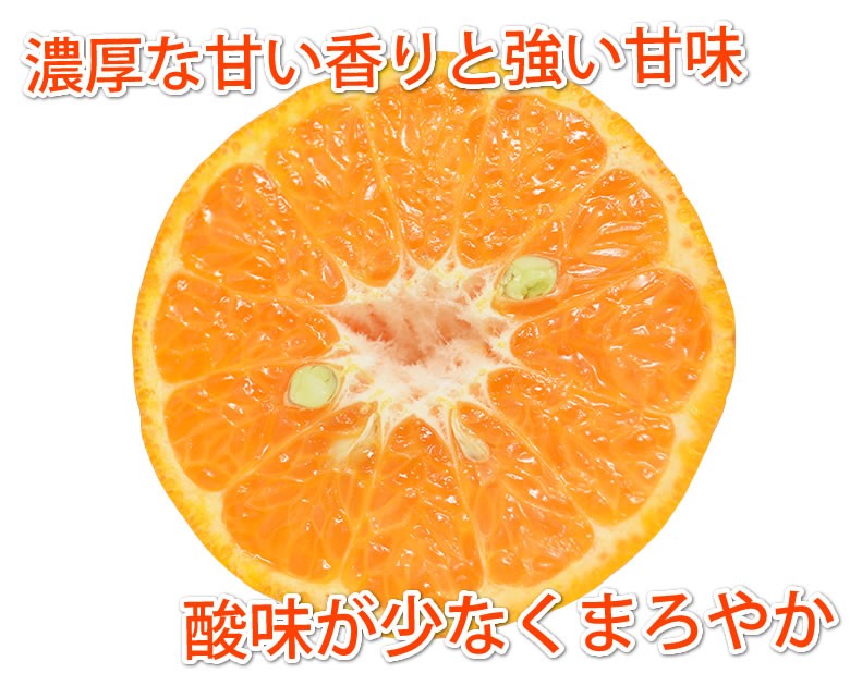 ポンカン 10kg 訳あり みかん 送料無料 箱込 (内容量9kg+不良果