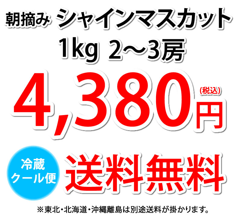 クール便でお届け〉 シャインマスカット ぶどう 送料無料 1kg 2