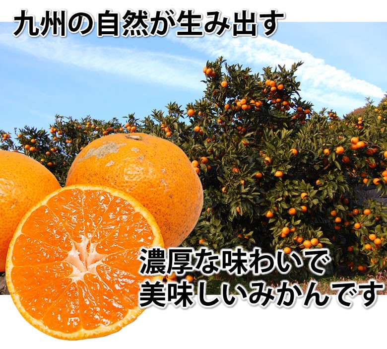 美味しいみかん