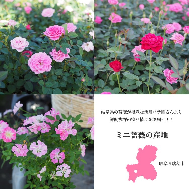 小花を重ねて＊薔薇とローダンセ＊可愛いリース＊2個セット ht002_13.jpg
