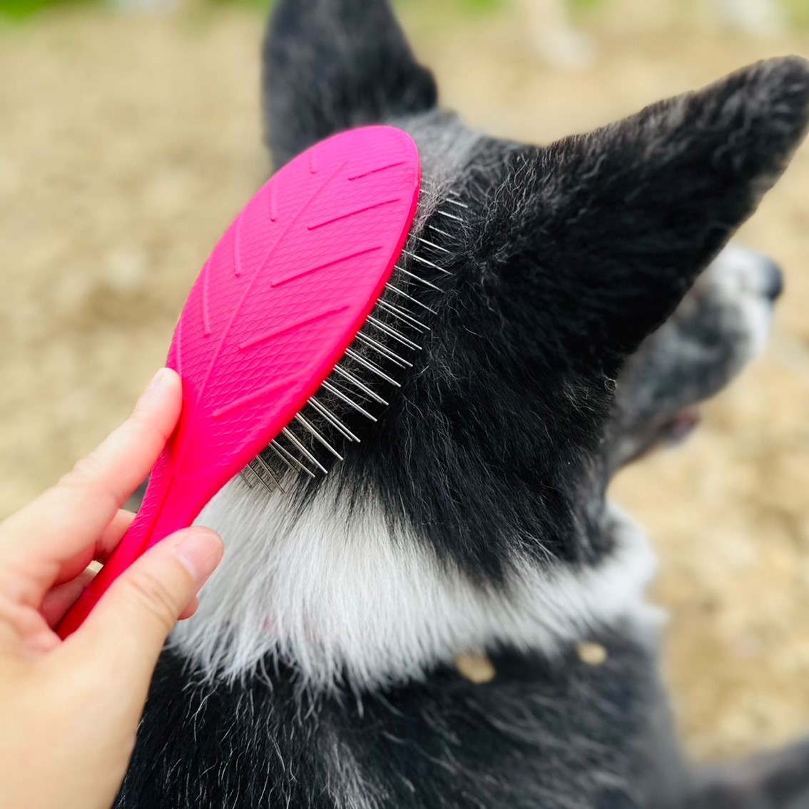 BASS BRUSHES ペット用ブラシ サステナブル サスティナブル スチール