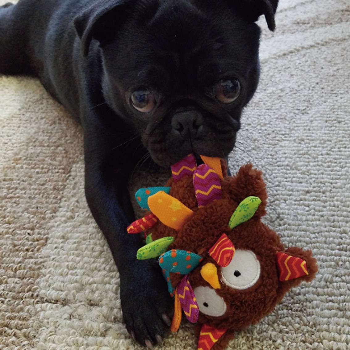 USA ヴィンテージ　ドッグぬいぐるみ　パグ　犬　BIG 大　ライダース　ブヒ USA ヴィンテージ ドッグぬいぐるみ パグ 犬 BIG 大 ライダース ブヒ