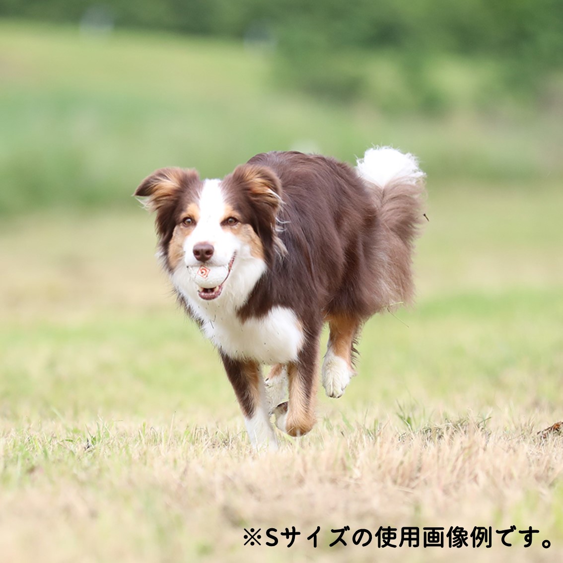 GiGwi 犬 ボール 犬おもちゃ 高反発 軽量 壊れにくい 丸洗い