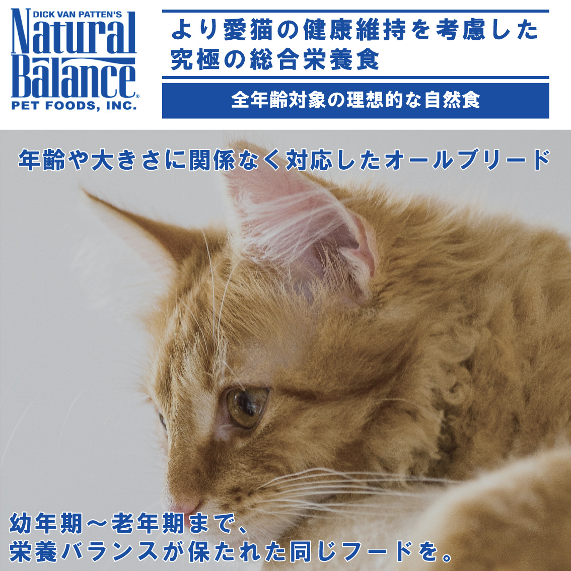 楽天市場】【プレゼント実施中！】 キャットフード 猫 ごはん 成