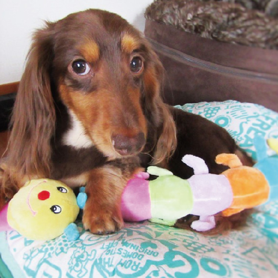 PLATZ ぬいぐるみ いも虫 おもちゃ やわらかい スクイーカー 仔犬 成犬