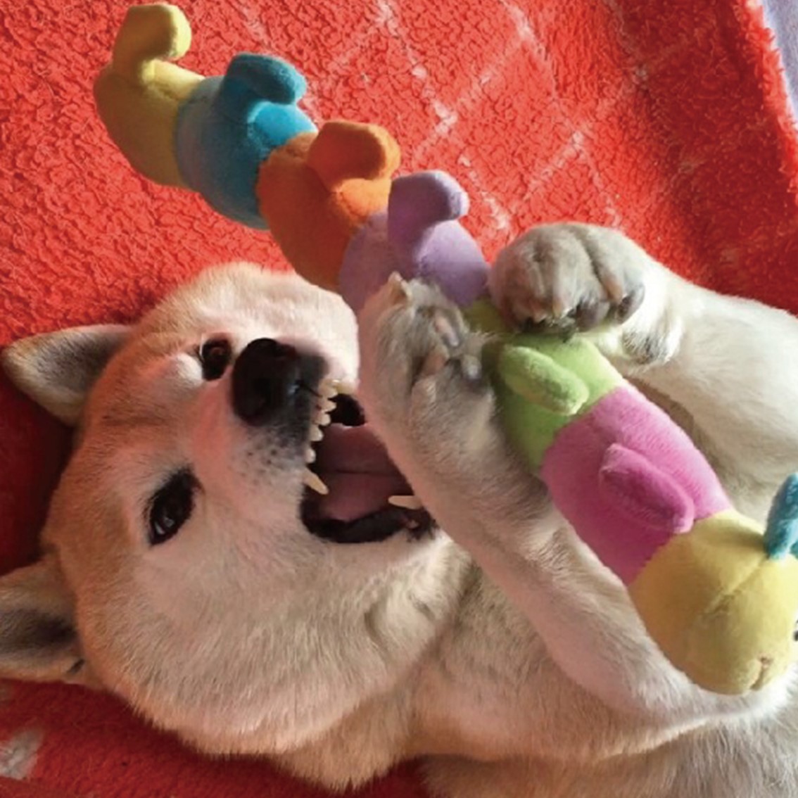 PLATZ ぬいぐるみ いも虫 おもちゃ やわらかい スクイーカー 仔犬 成犬