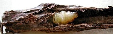 天然ぶどう虫　１０匹入