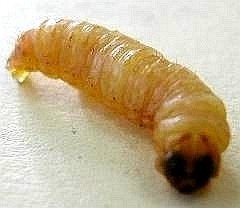 天然ブドウ虫　１０匹入