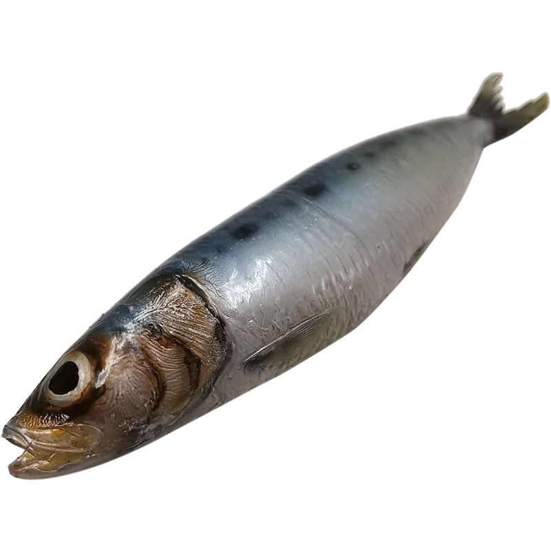 いわし イワシ 鰯 実物大の生魚 食品サンプル 日本製 送料無料 : im230001 : 日本最大級のFRP造形物オブジェ専門店カルナ - 通販 -  Yahoo!ショッピング