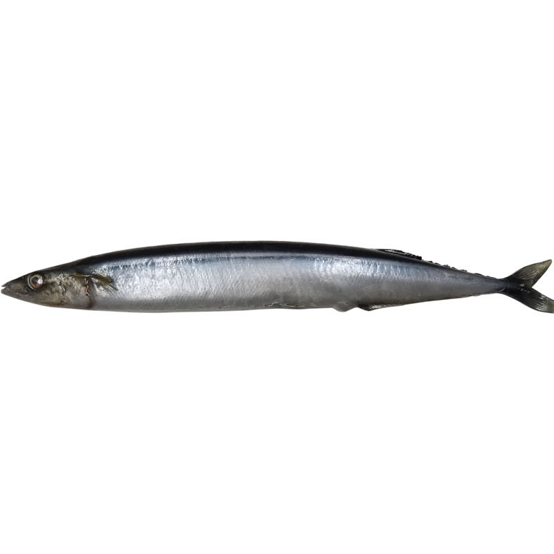 食品サンプルまいづる秋刀魚