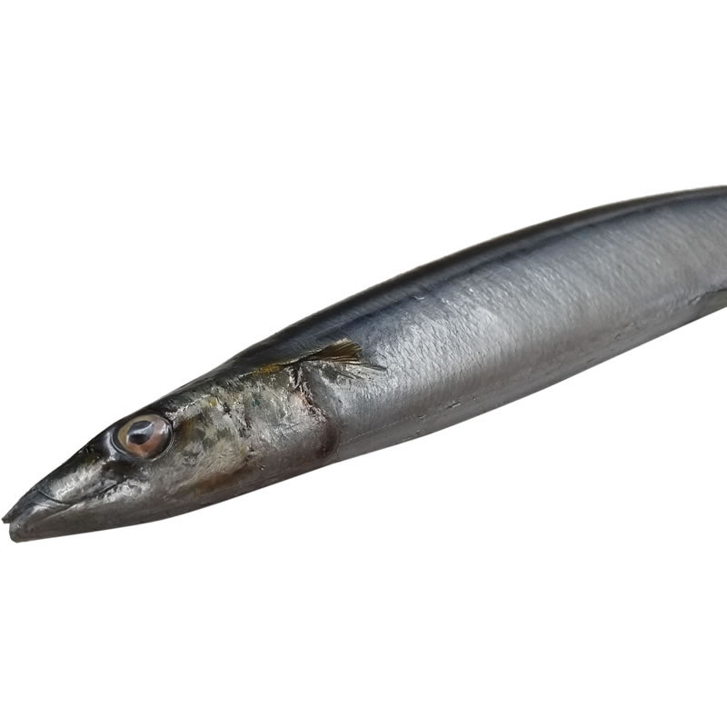 食品サンプル　まいづる　秋刀魚 食品サンプル まいづる 秋刀魚
