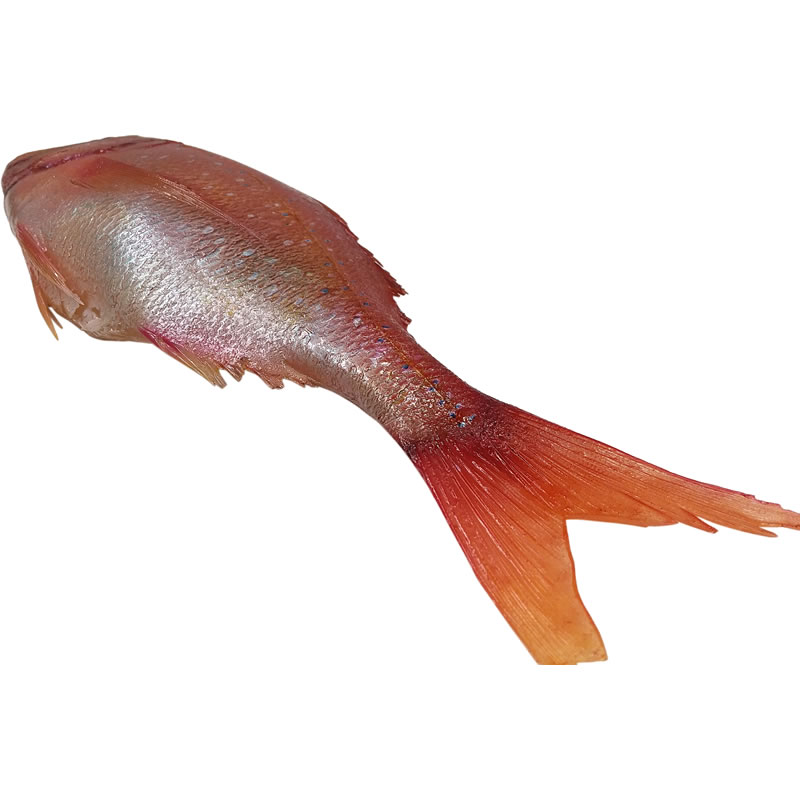 たい タイ 鯛 実物大の生魚 食品サンプル 日本製 送料無料 : im230005 