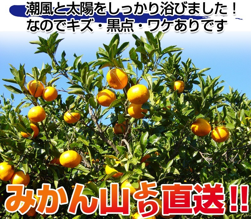 愛媛産訳ありみかん3kg×1箱 送料無料 買えば買うほどお得に 2箱で +3kg(9kgセット) 3箱で +6kg(15kgセット) フルーツ 旬  ミカン :oswase2-3kg:フルーツショップサニー - 通販 - Yahoo!ショッピング