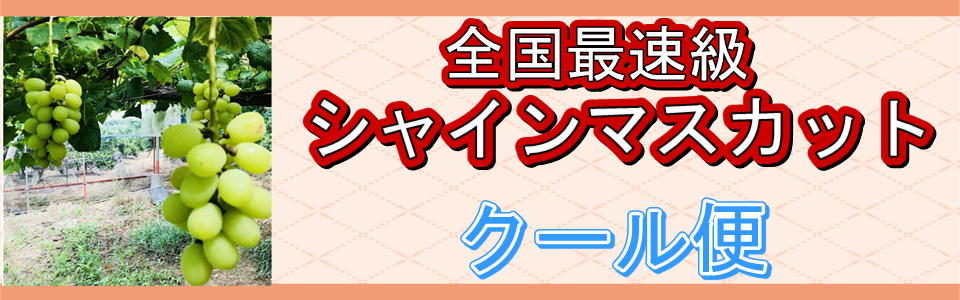 朝掘りたけのこ 熊本産 1箱 約4kg タケノコ 筍 竹の子 クール