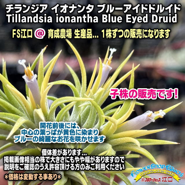 フラワーショップ江口Yahoo!店 - エアープランツ チランジア