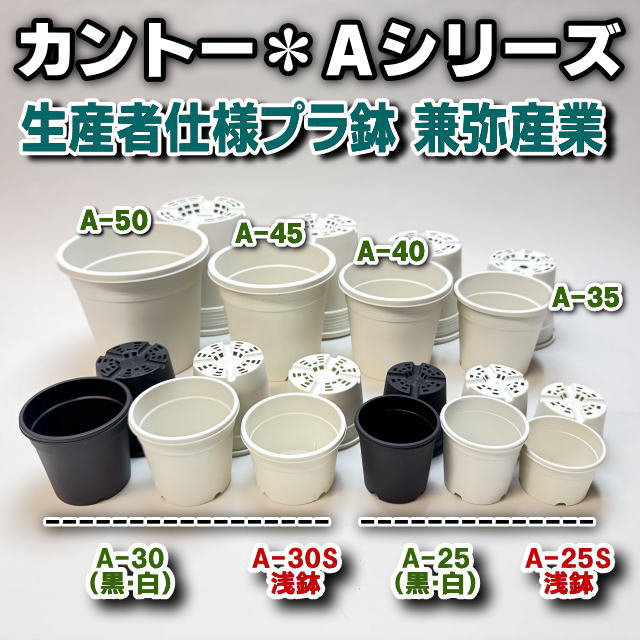 i*u様 3918⭐️エクストリームフォーム⭐️超多弁⭐️吉田園芸⭐️ フラワーショップ江口Yahoo!店 - Yahoo!ショッピング