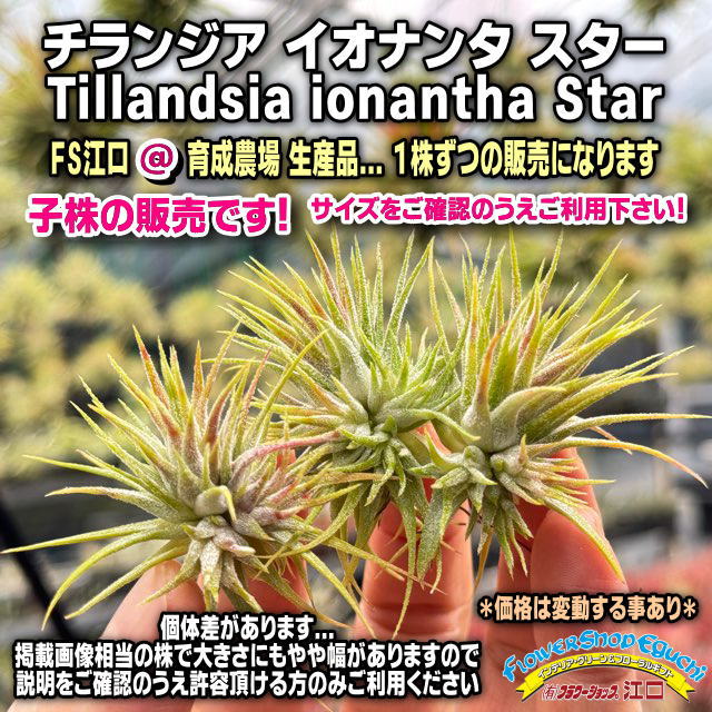 フラワーショップ江口Yahoo!店 - エアープランツ チランジア