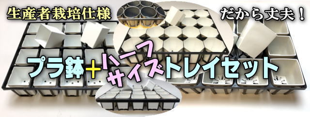 フラワーショップ江口Yahoo!店 - Yahoo!ショッピング