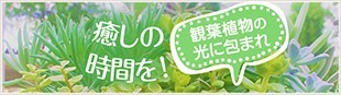 観葉植物の光に包まれ癒しの時間を！