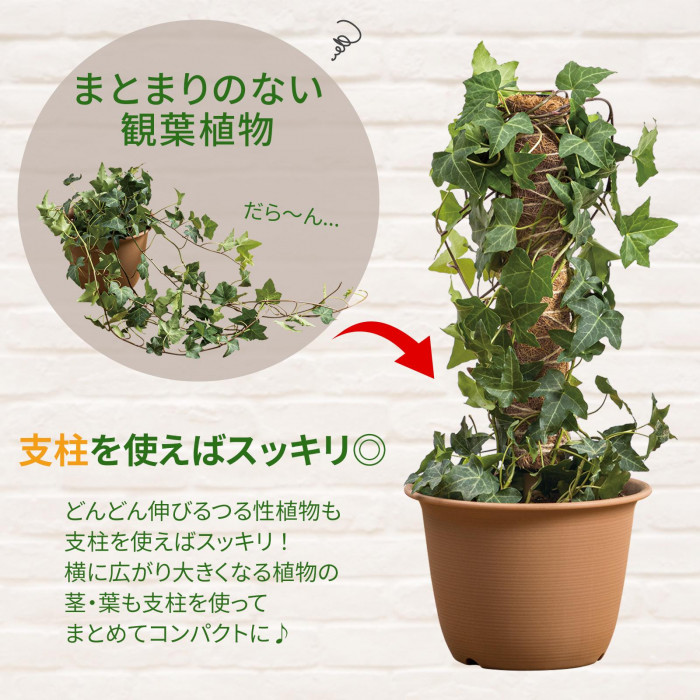 まとまりのない観葉植物も支柱を使えばスッキリ