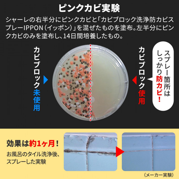 ピンクカビ実験