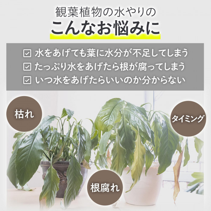観葉植物水やりのこんなお悩みに