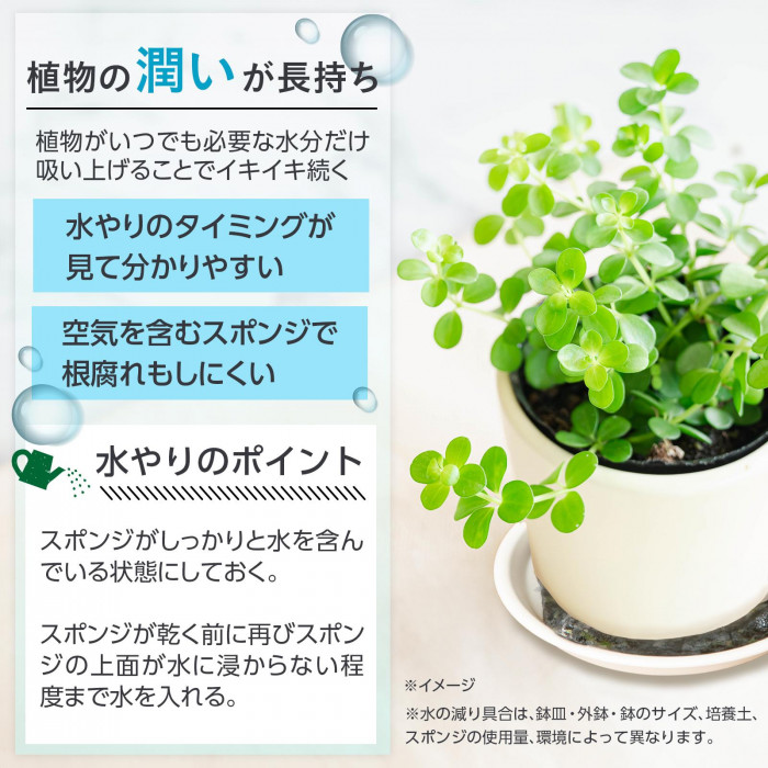 植物の潤いが長持ち