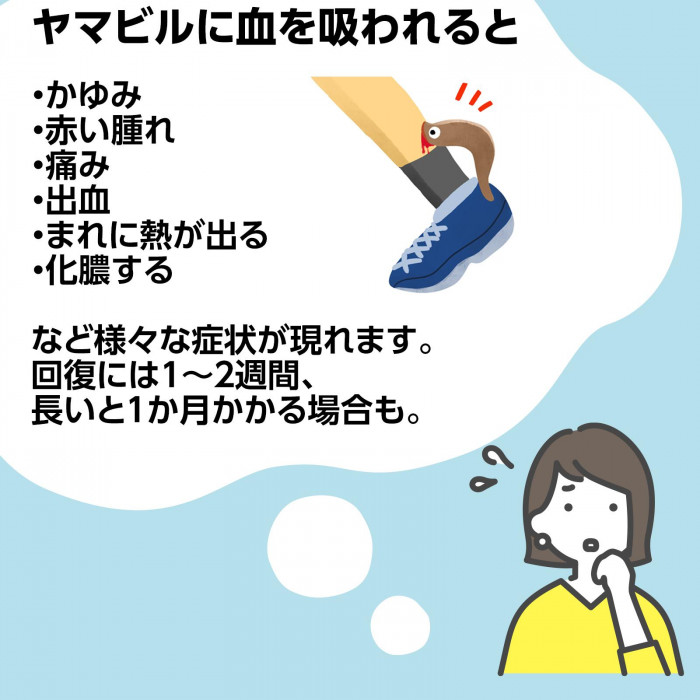 ヤマビルに血を吸われると