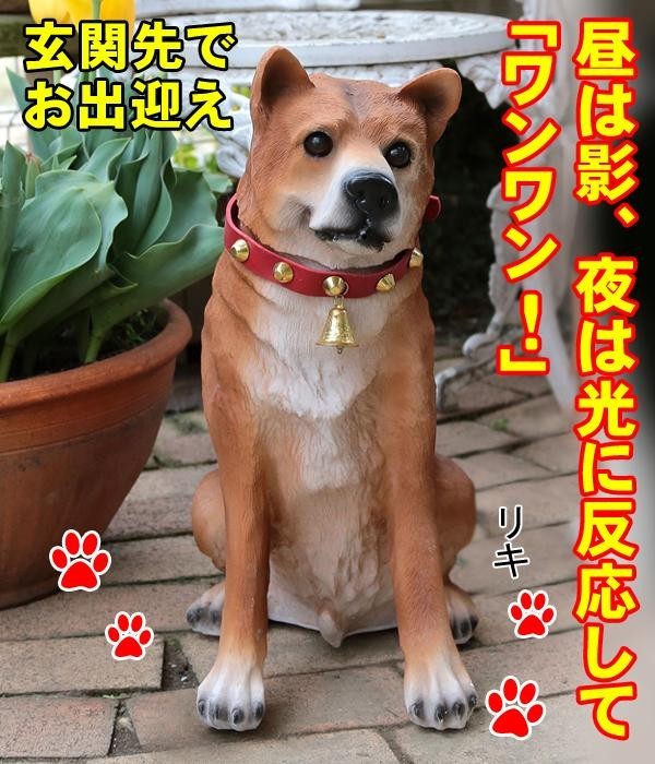 人気急上昇人気急上昇吠える置物 柴犬 玄関 犬 置物 玄関に犬の置物 犬