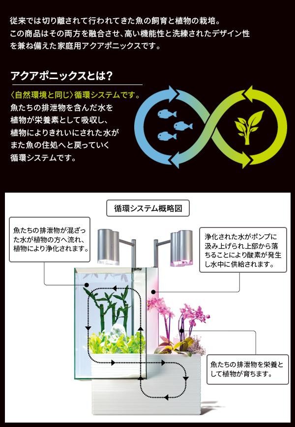 魚と植物がセットで楽しめる 家庭用アクアポニックス brio35(ブリオ