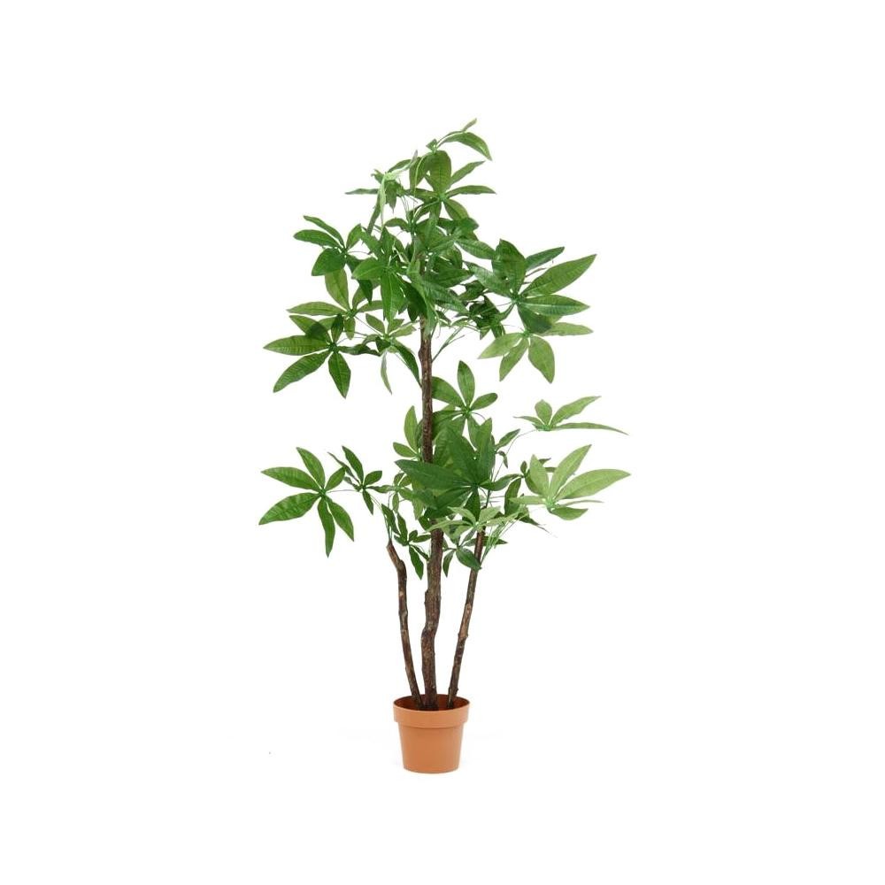 観葉植物 パキラ スタンダード 中古