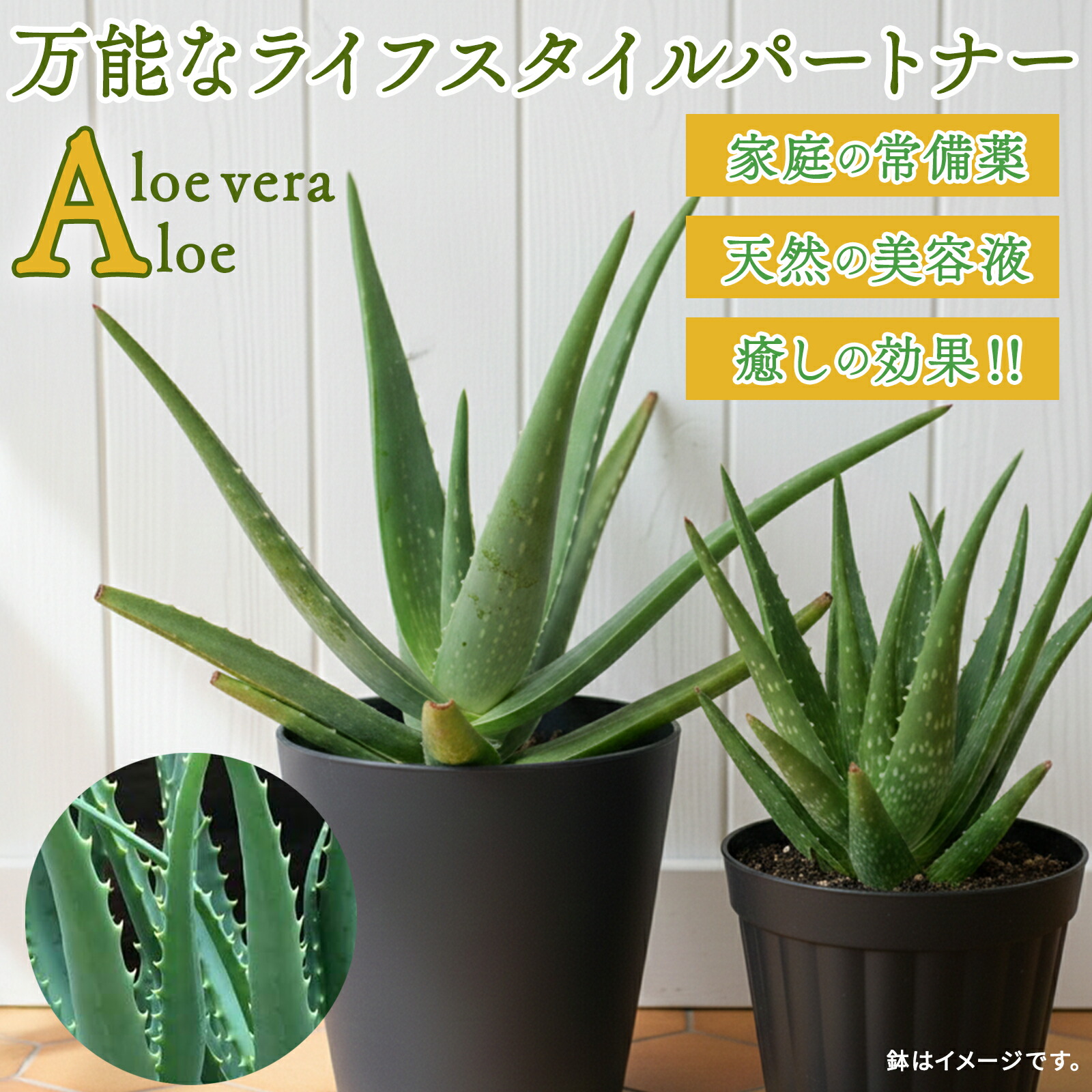 選べる アロエ 4号鉢 キダチアロエ アロエベラ 多肉 多肉植物 観葉植物