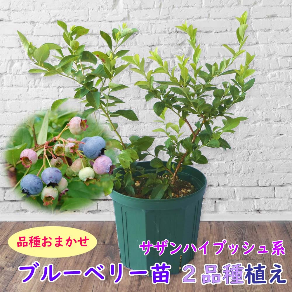 【品種おまかせ】サザンハイブッシュ系２品種植え