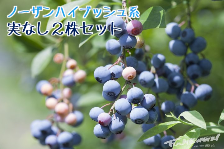 【選べる】ハイブッシュ系 単品