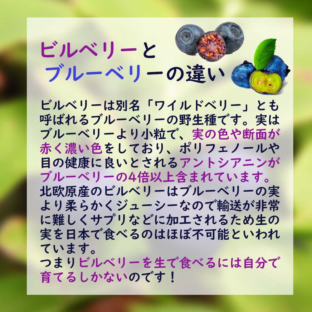 本日新入荷　超希少秀品　高級採れたて　新鮮生ブルーベリー　1点限定 ビルベリー 苗木 12cmポット 1株 樹高約60〜70cm 野生種