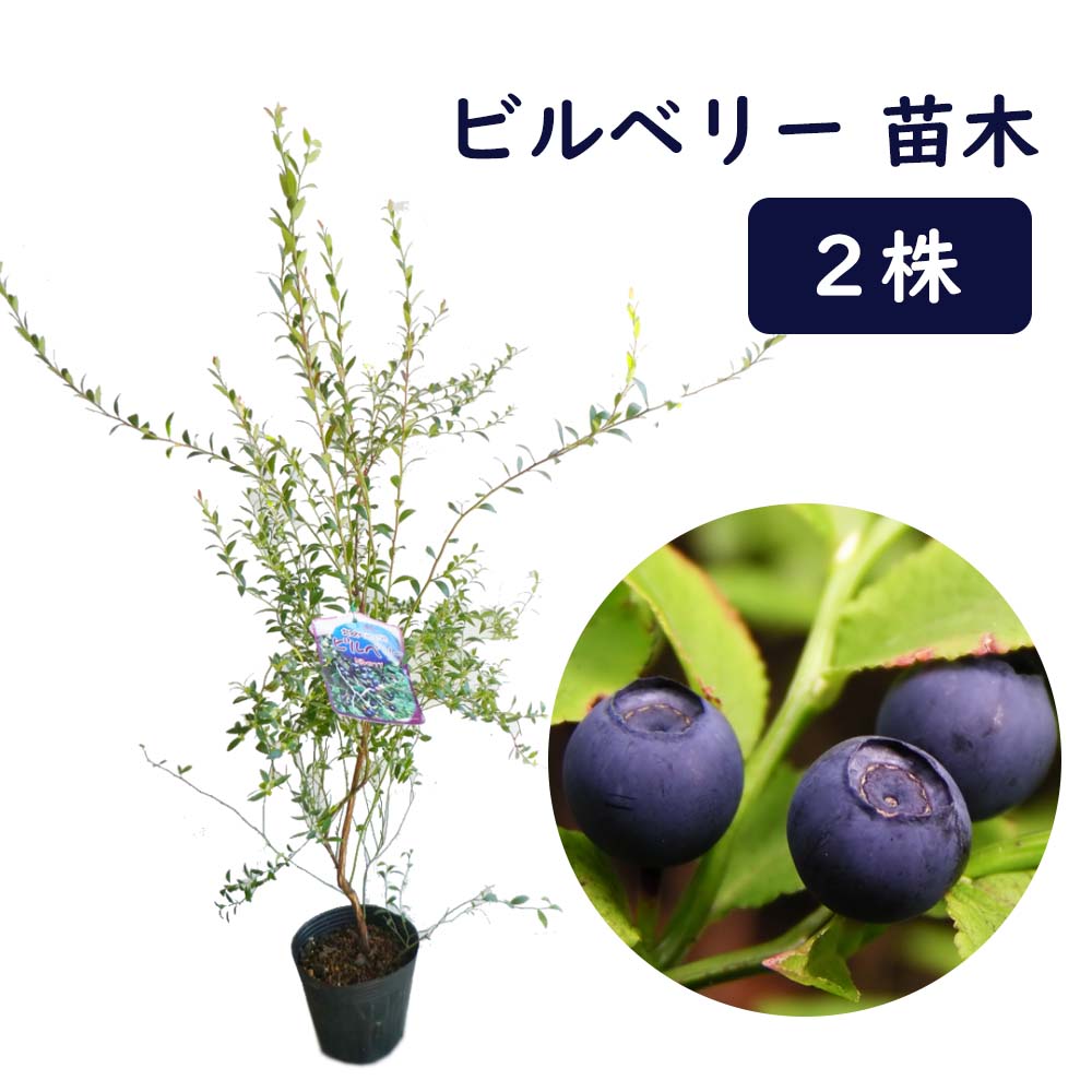 ビルベリー 苗木 12cmポット 2株 樹高約60cm 野生種 ワイルド