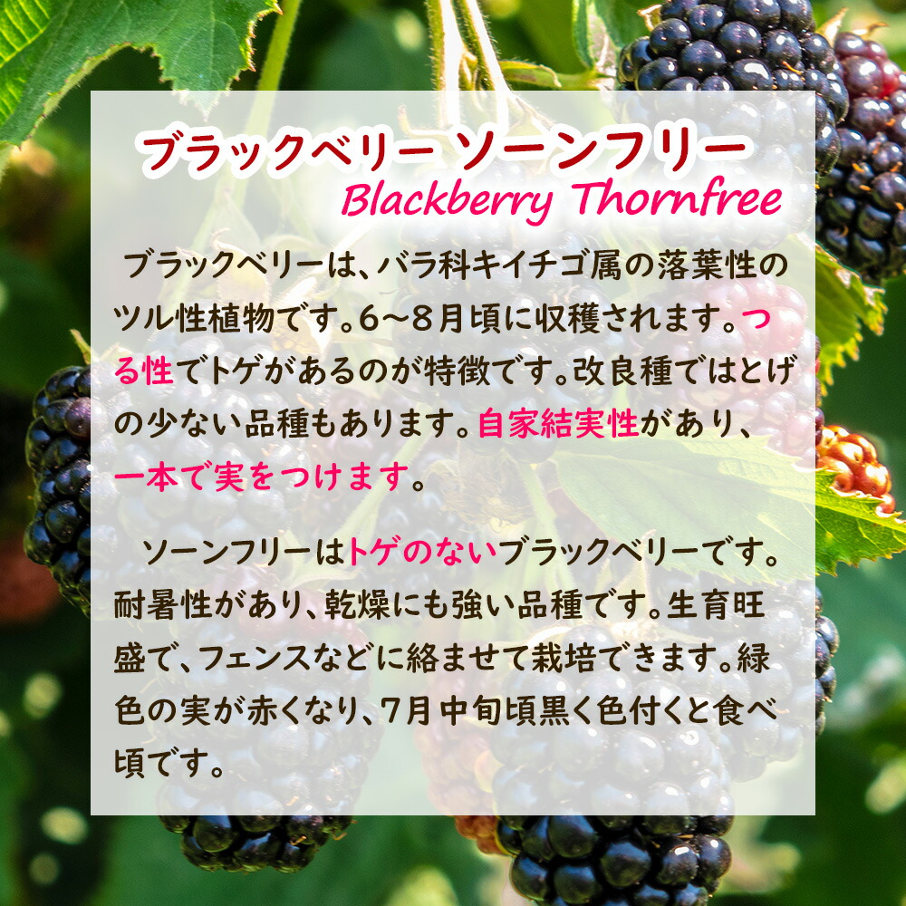 とげなし ブラックベリー 「 ソーンフリー 」 苗 苗木 9cmポット ソン