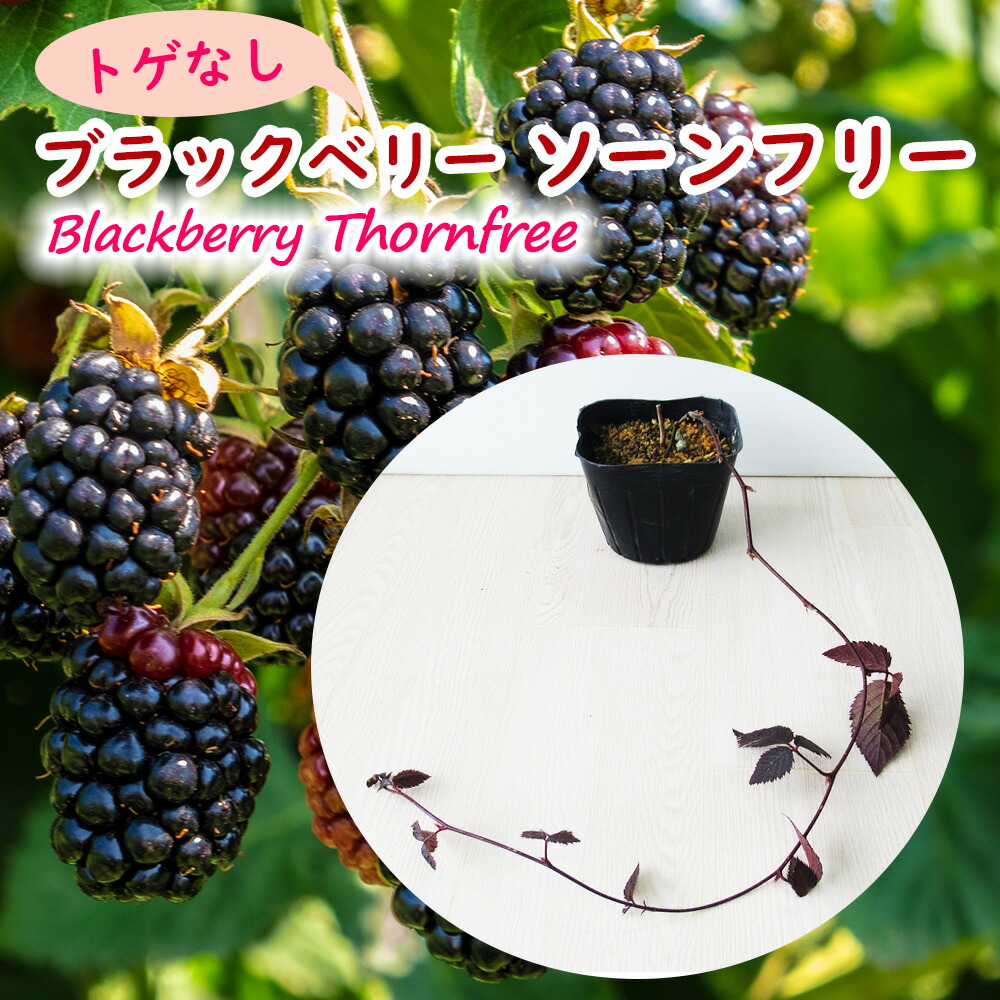 とげなし ブラックベリー 「 ソーンフリー 」 苗 苗木 9cmポット ソン