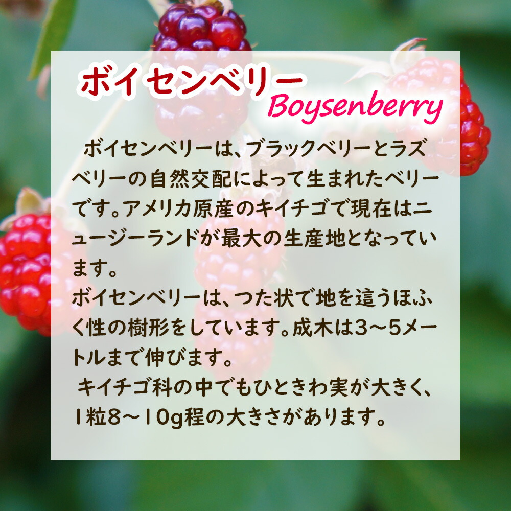 boysenberry01.jpg